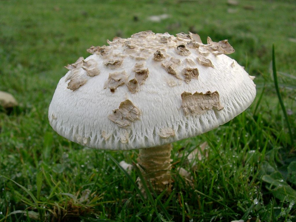 1828 Novembre vecchio ritrovamento